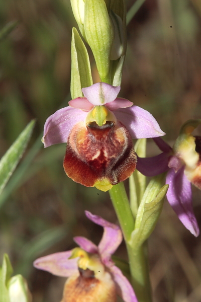 Variabilit in Ophrys fuciflora