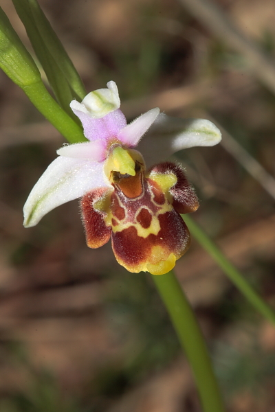 Variabilit in Ophrys fuciflora