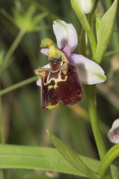 Variabilit in Ophrys fuciflora