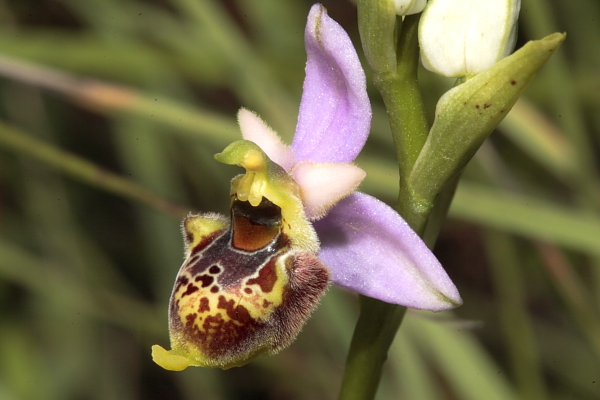 Una Ophrys tetraloniae un p particolare