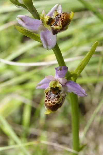 Una Ophrys tetraloniae un p particolare