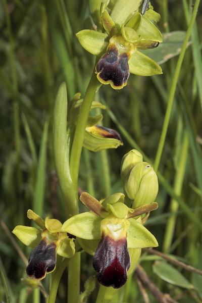 Variabilita in O. fusca s.l.