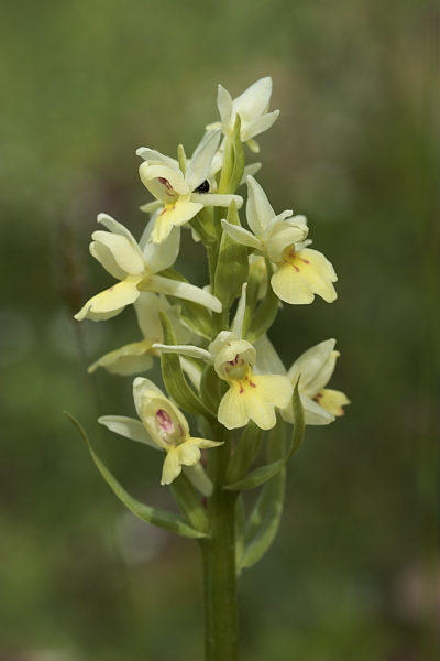 Dactylorhiza insularis / Dactiloriza delle isole