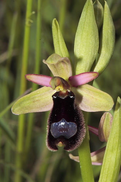 O. bertolonii a sepali verdi