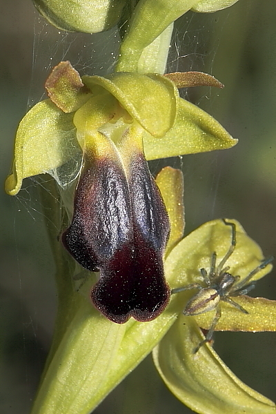 O. fusca s.l. strana