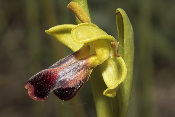 O. fusca s.l. strana