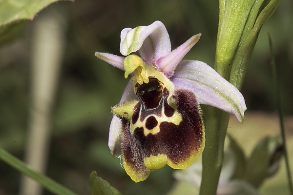 Variabilit di Ophrys fuciflora