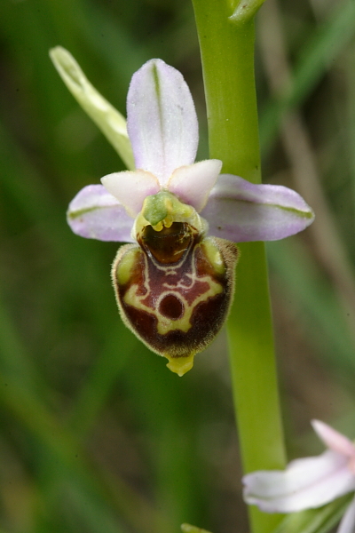 Ophrys fuciflora o tetraloniae??