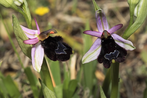 Ophrys bertolonii o explanata?