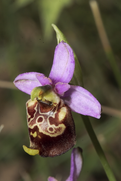 Ibrido tra O. fuciflora ed O. tetraloniae