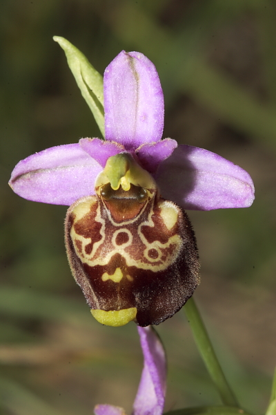 Ibrido tra O. fuciflora ed O. tetraloniae