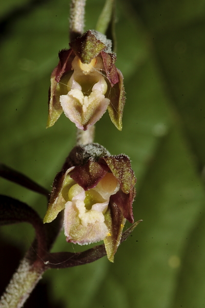 Epipactis e altra robetta