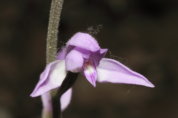 Epipactis e altra robetta