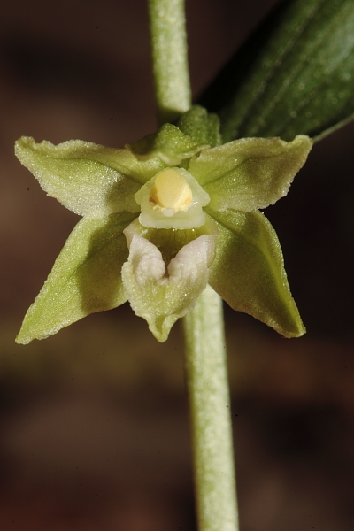 Epipactis e altra robetta