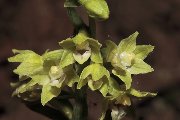 Epipactis e altra robetta