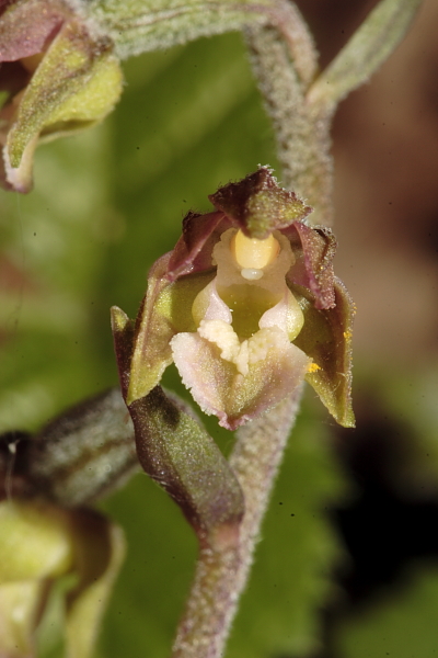 Epipactis e altra robetta