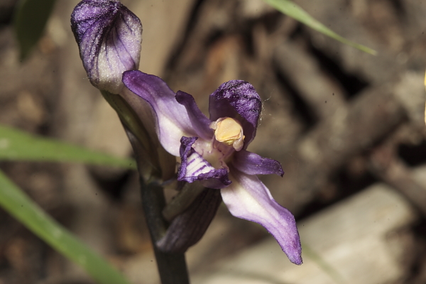 Epipactis e altra robetta