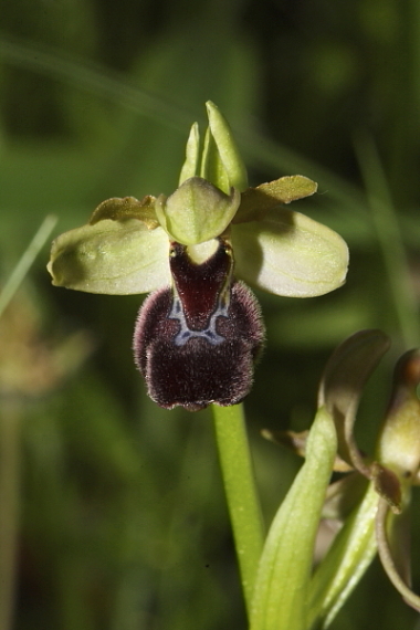 Ophrys x chimaera