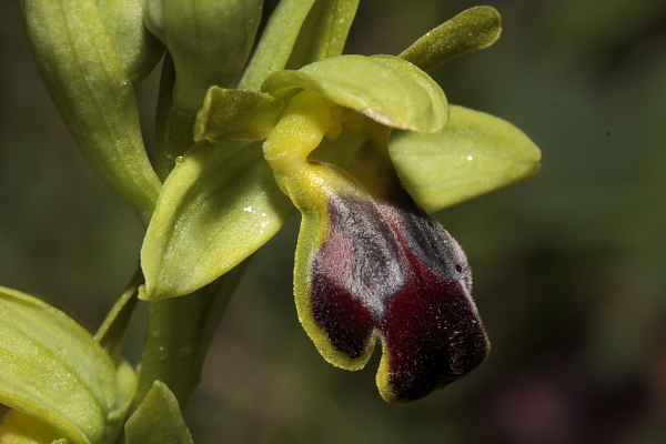 Ophrys fusca s.l.