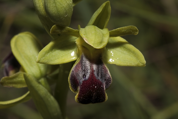 Ophrys fusca s.l.