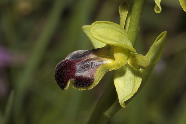 Ophrys fusca s.l.