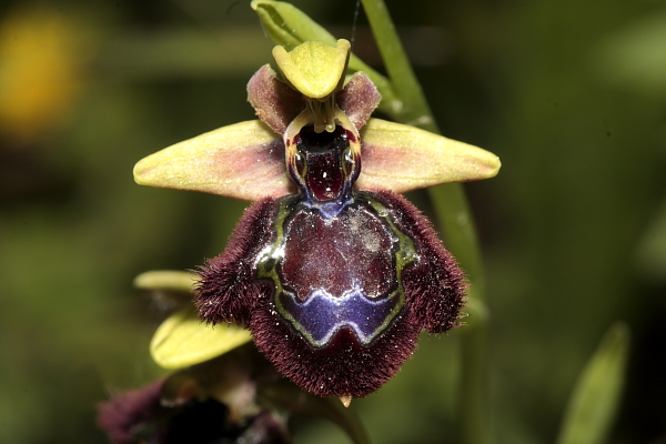 O.incubacea x O. speculum