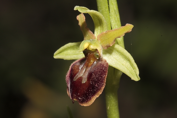 Ophrys sphegodes tardive.