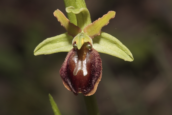 Ophrys sphegodes tardive.