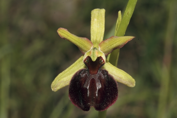 Ophrys sphegodes tardive.