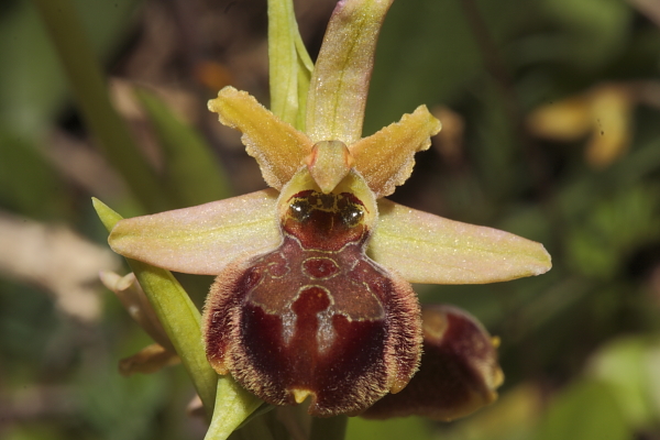 Ophrys incubacea?