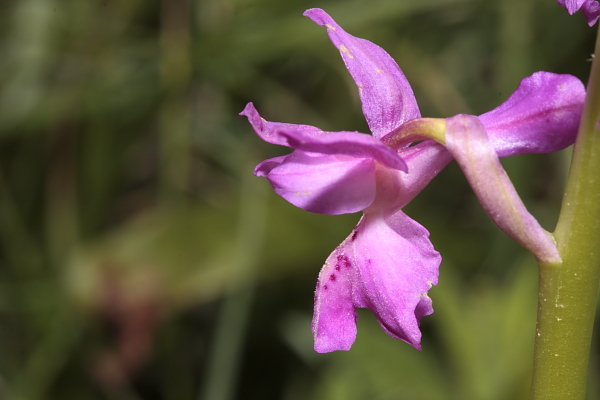 Orchis xpenzigiana