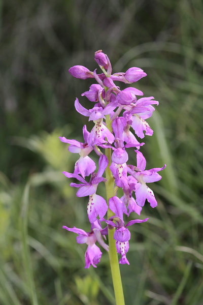 Orchis xpenzigiana