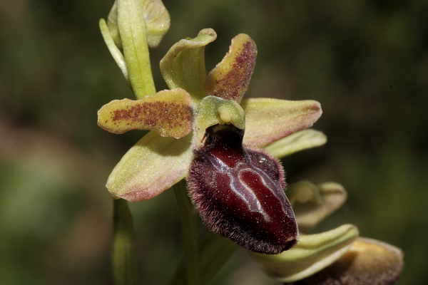 variabilit in O.sphegodes