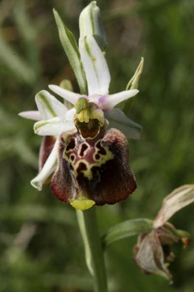 Ophrys holoserica ssp. dinarica nelle Marche