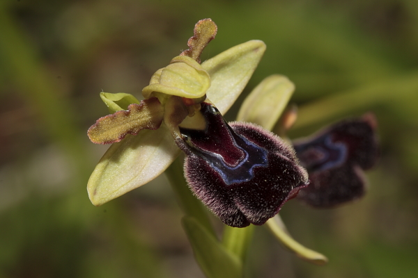 Ophrys x chimaera