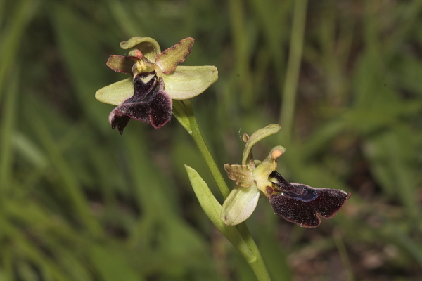 Ophrys x chimaera