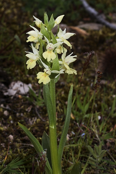 Dactylorhiza sambucina