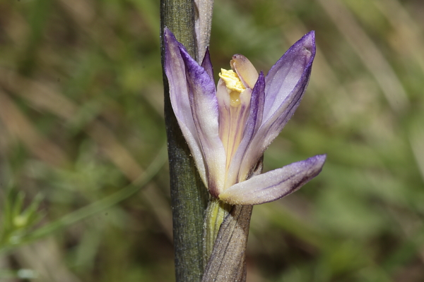 Limodorum trabutianum