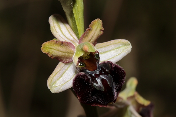 Ophrys passionis subsp majellensis