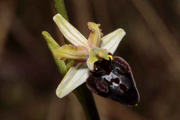 Ophrys passionis subsp majellensis