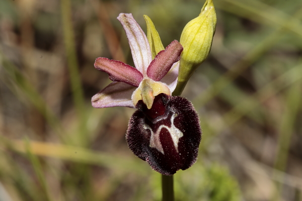 Ophrys passionis subsp majellensis