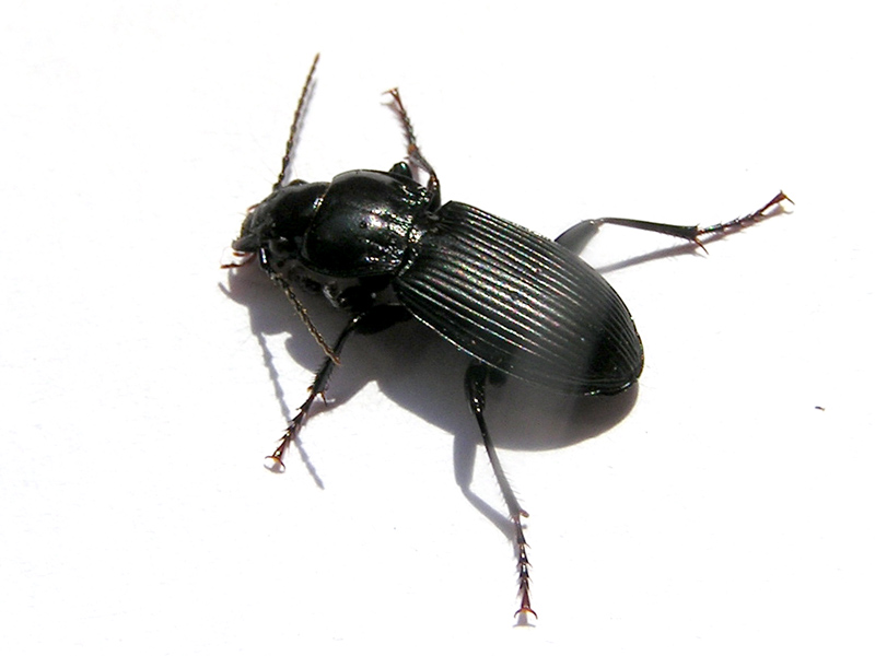 CARABIDAE - Pterostichus melanarius