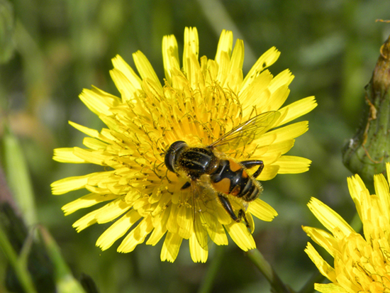 Mesembrius peregrinus ♀ (Syrphidae)