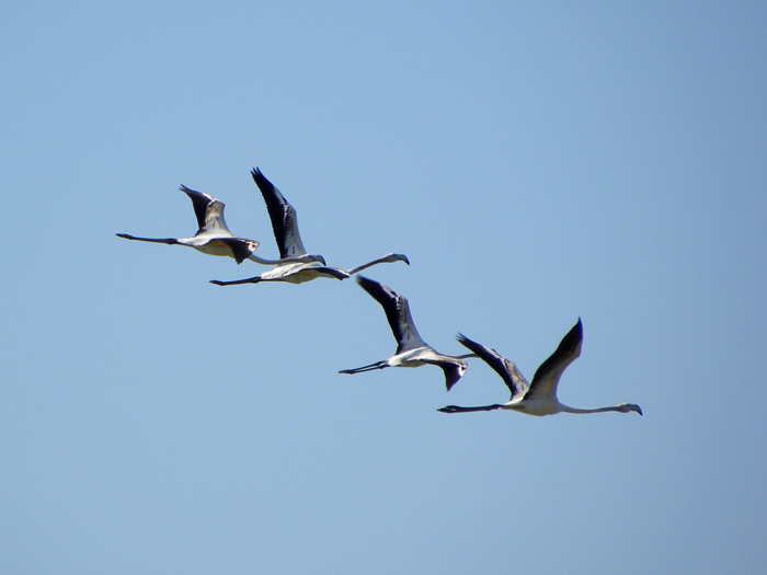 Fenicotteri in volo