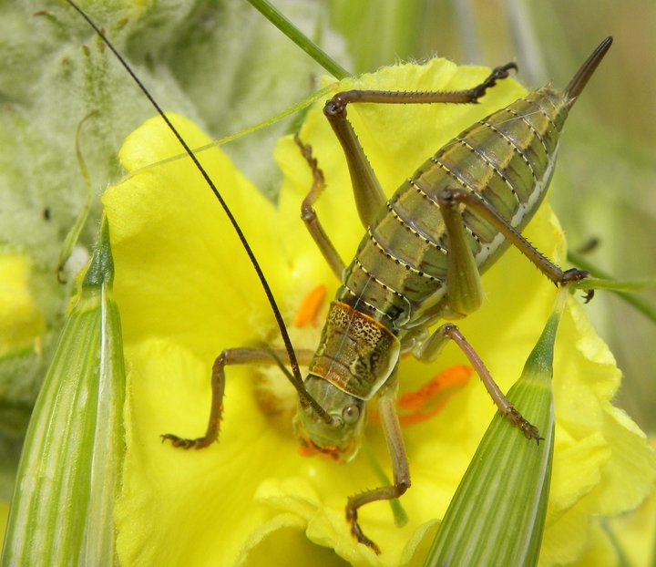 Giovane Ephippiger sp.