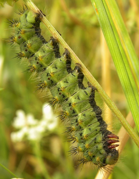 identificazione bruco verde - Saturnia pavoniella