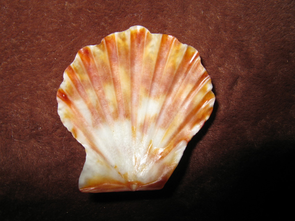 Pectinidae