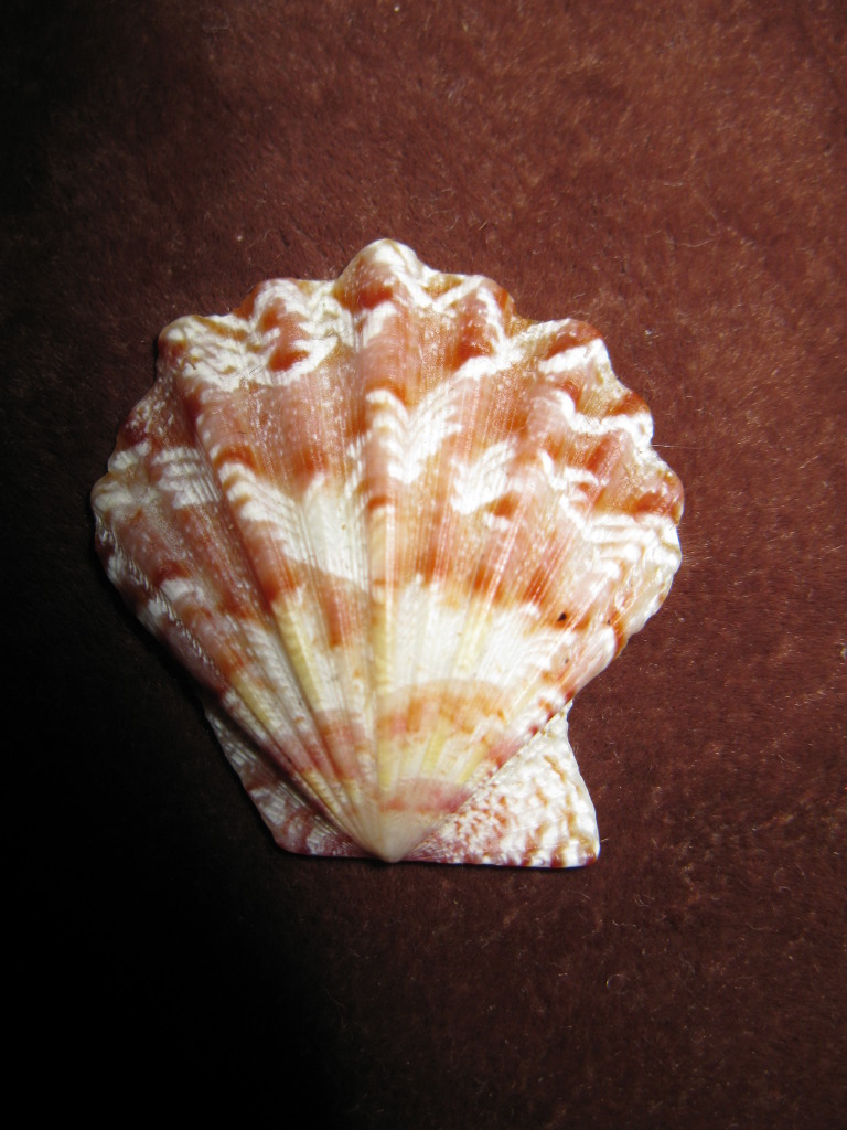 Pectinidae