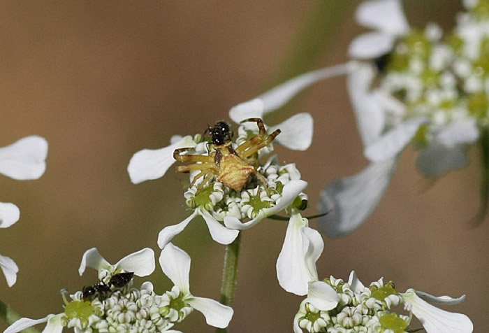 Thomisus onustus