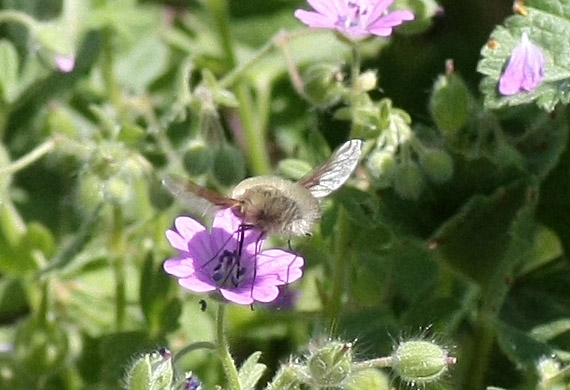 Bombyliidae, Bombylius sp